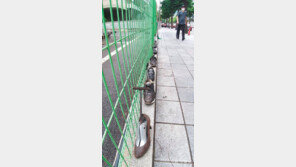 [고양이 눈]편안함이 최고