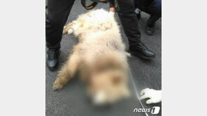 남양주 살인견, 50대 뒤에서 공격…목 물고 늘어질 때까지 안놔