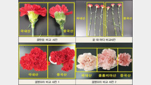 “중국산 카네이션이 국산 둔갑”…원산지 위반 업체 91곳 적발