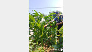 ‘상비약’ 목적 텃밭서 양귀비 불법 재배한 마을주민 적발