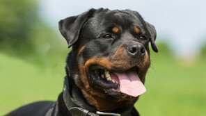 ‘스피츠 죽인 맹견’ 주인, 재물손괴 무죄…“고의 아냐”