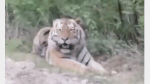 야생 호랑이에 ‘소시지’ 투척한 러 운전자…동물학계 난리, 왜?