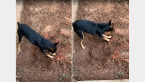 “마약 여기 있어요!”…주인 배신한 반려견 (영상)