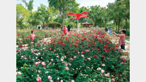 녹지공원에 장미꽃 만발