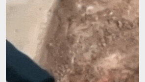 주인 뒤통수 친 반려견…“우리집 마약 여기” 경찰 돕고 ‘수색견 특채’