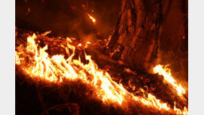 산림재해 갈수록 대형화 …“국가차원 종합대책 마련 필요”