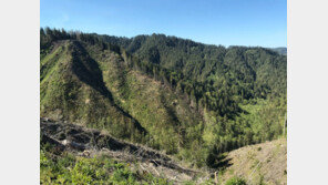 “기후변화로 식생 급변… 나무만 심는다고 탄소 감축 안 돼”