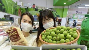 올해 첫 출하… “초록빛 매실이 왔어요”