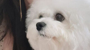 송혜교, 반려견과 행복한 셀카…매끈 도자기 피부