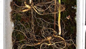 “심봤다”…1m 길이 100년 묵은 산삼 제천 감악산서 발견