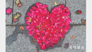 [고양이 눈]사랑의 장미