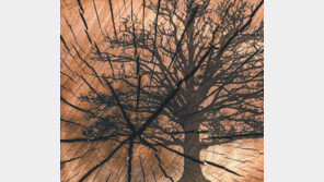 [책의 향기]나무는 역사를 몸에 새긴다, 전례없는 기후변화까지도