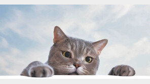 [책의 향기]인류의 구원자는 고양이로소이다