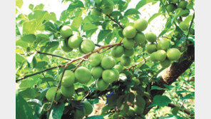 600년 세월 건너온 고고한 매향, 상큼하게 맺혔네