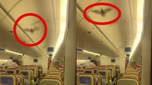 머리 위 박쥐가 뱅뱅…뉴욕행 印여객기 이륙 30분만에 회항 소동