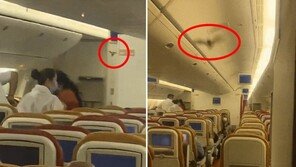 여객기에 박쥐 난입해 소동…이륙 30분만에 회항 (영상)