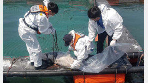 여수해상서 토종고래 ‘상괭이’ 사체 발견…15번째