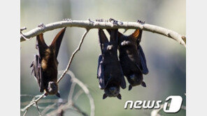 “앗! 비행기 안에 박쥐가 날아다녀요”…인도 여객기 긴급 회항 소동