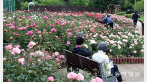 장미공원 산책