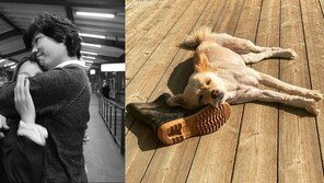 이상순, 이효리 대신 전한 반려견 근황