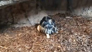 “아~ 시원해” 물줄기 맞는 거북이 뒷다리 흔들며 ‘엉덩이 춤’