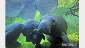 美 플로리다서 매너티 ‘떼죽음’…“적조로 먹이 사라져”