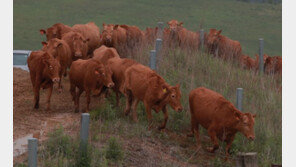저 푸른 초원 위에 한우가 나왔소[청계천 옆 사진관] 