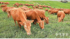 대관령 한우 올해 첫 초지 나들이