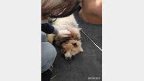 ‘남양주 살인견’ 들개에 밀려 사육장 근처 정착한 듯