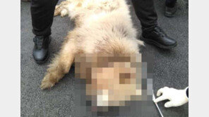 강형욱, ‘남양주 개물림 사망사고’에 “지자체, 안락사해야” 주장