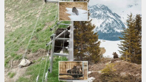 코로나로 직장 잃은 서커스 곰, 평생 우리에서 알프스로 ‘자유여정’