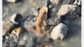 널린 시신, 들개들 먹이가 됐다…코로나 지옥 인도 처참