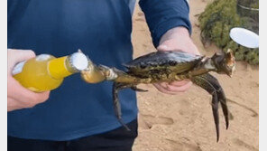 “기발한 오프너” 살아있는 게 집게발 비틀어 뚜껑 연 호주 남성