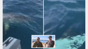 “죠스다!” 4m 백상아리와 마주친 호주 어부들 