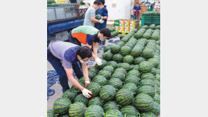 “여름철 대표과일 수박이 왔어요”