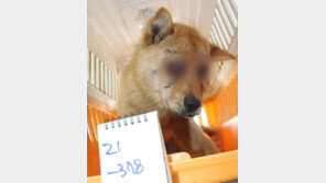 두 눈 파인 유기견 주인 찾아…“잃어버려, 타인이 학대한 듯”