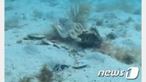 “나잡아봐라” 문어 커플의 밀당…짝짓기 뒤 ‘촉수 깍지’ 애정행각