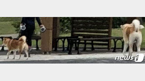 개들 앞 불려가 고개숙인 80대 할머니…입마개 요청이 죄?