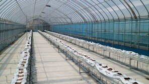 아시아종묘 생명공학육종연구소, 수경재배 시스템 완비 