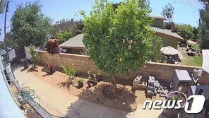 ‘반려견 위협’ 불곰에 맨손 펀치…“미친듯이 용감한 17세”