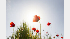 경찰지구대 앞 옥상서 양귀비 227주 키운 건물주 입건