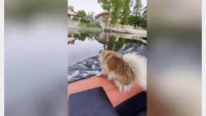 ‘개 황당’…다이빙 시도 반려견 무참히 잡아챈 주인 ‘폭소’