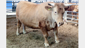 1400㎏ 한우가 나타났다, 보통 한우보다 거의 ‘더블’