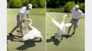 “자세가 틀렸잖아!” 백조에게 혼쭐난 美 골퍼 (영상)