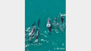 [고양이 눈]“반갑다 돌고래야”