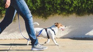 개도 진딧물에 물리면 죽는다?…‘위험한 산책’ 막는 세 가지 조언