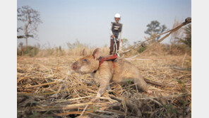 훈장받은 ‘지뢰찾기 명수’ 주머니쥐 은퇴