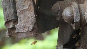 [고양이 눈]보금자리