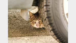 ‘길고양이 떼죽음’ 범인 찾았다…“밤마다 울어서”
