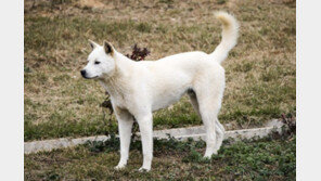 개짖는 소리에 계단 헛디뎌 뇌출혈…누구 책임?